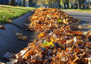 Loose leaves at curb